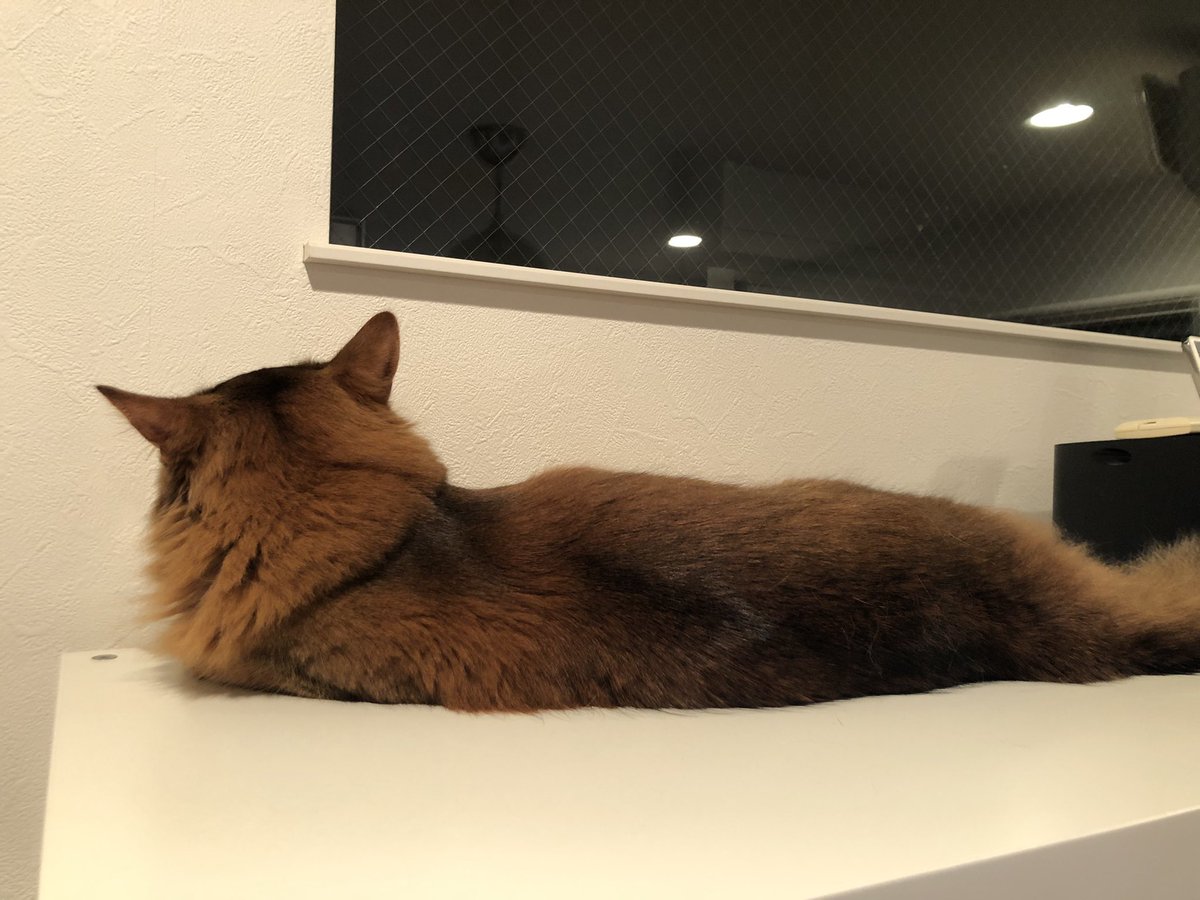d_manin's tweet photo. あれ…なんか怒ってる？
分かんないけどごめんよ💦おやつあげるよー💦

#ソマリ #猫 #猫のいる暮らし #猫好きさんと繋がりたい https://t.co/H5AFMwUnuL