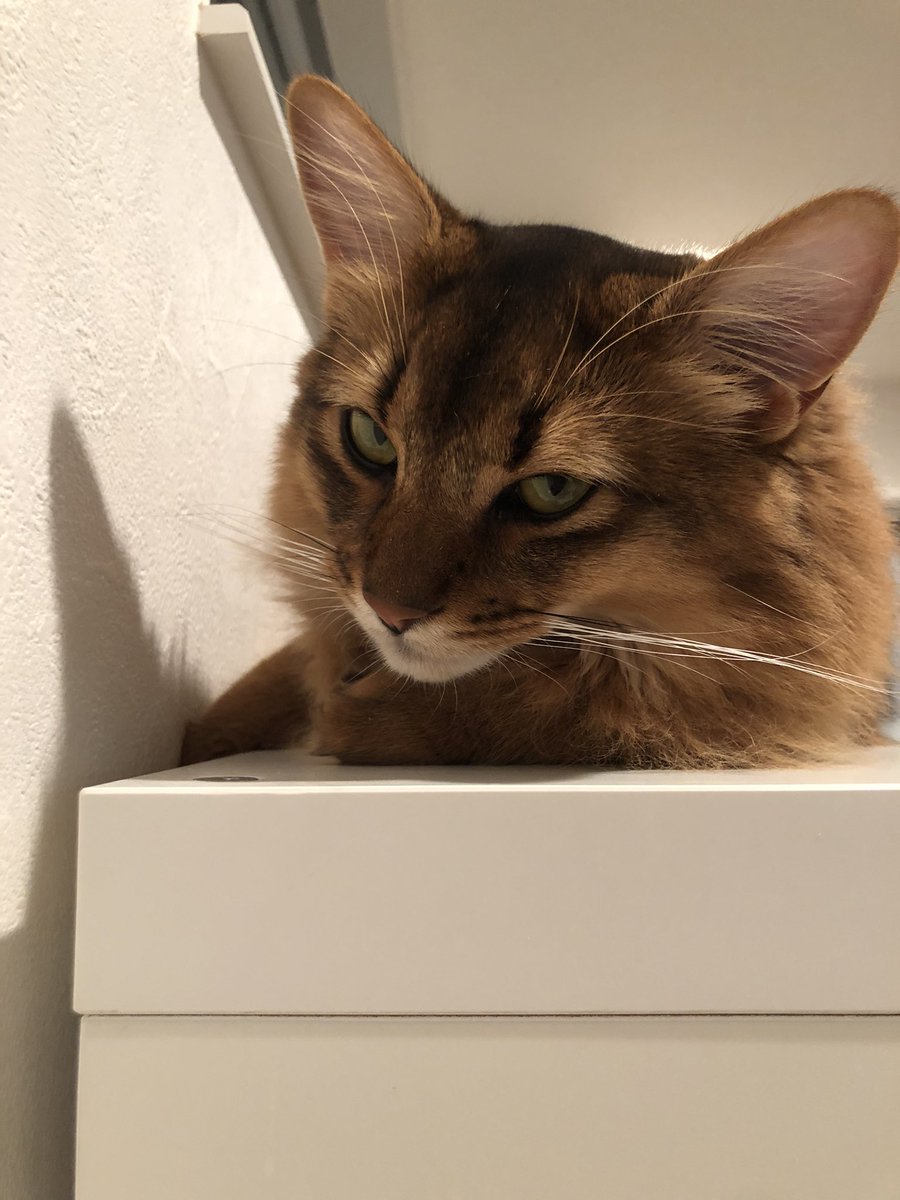 d_manin's tweet photo. あれ…なんか怒ってる？
分かんないけどごめんよ💦おやつあげるよー💦

#ソマリ #猫 #猫のいる暮らし #猫好きさんと繋がりたい https://t.co/H5AFMwUnuL
