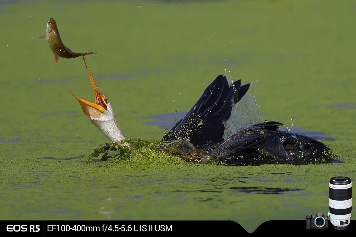 Canon_India's tweet photo. Moments before a golden catch.
#CapturedOnCanon by our #EOSMaestro Tejas Soni @tejassoni09.

Camera: Canon EOS R5
Lens: Canon EF100-400mm f/4.5-5.6L IS II USM

#CanonPhotography https://t.co/7DXILK11GT