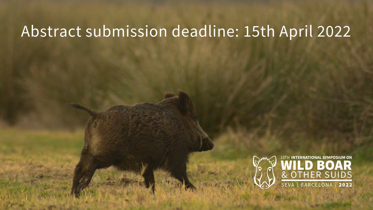 WildBoar2022's tweet photo. Do you work on #wildboar or other #Suids? If yes - we want to hear about it!

🚨1 WEEK LEFT FOR ABSTRACT SUBMISSIONS
⌛️ Abstract deadline: 15.04.2022
🗓️ Symoisium dates: 6-9 Sep 2022. Seva, Barcelona. 
👉 https://t.co/ClquVyaCL4 https://t.co/B11QT4A1IN