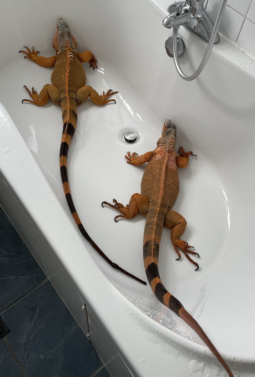 geemeff's tweet photo. #DragonFriday: #Tosca & #Vivaldi are getting too big to shower together- this big bathtub still isnโt quite big enough for these adult #RedIguanas who arenโt yet fully grown. Not all animals make suitable #pets, these #Lizards I #rehomed need specialist care & housing #Reptiles https://t.co/AyRDL53Ytq
