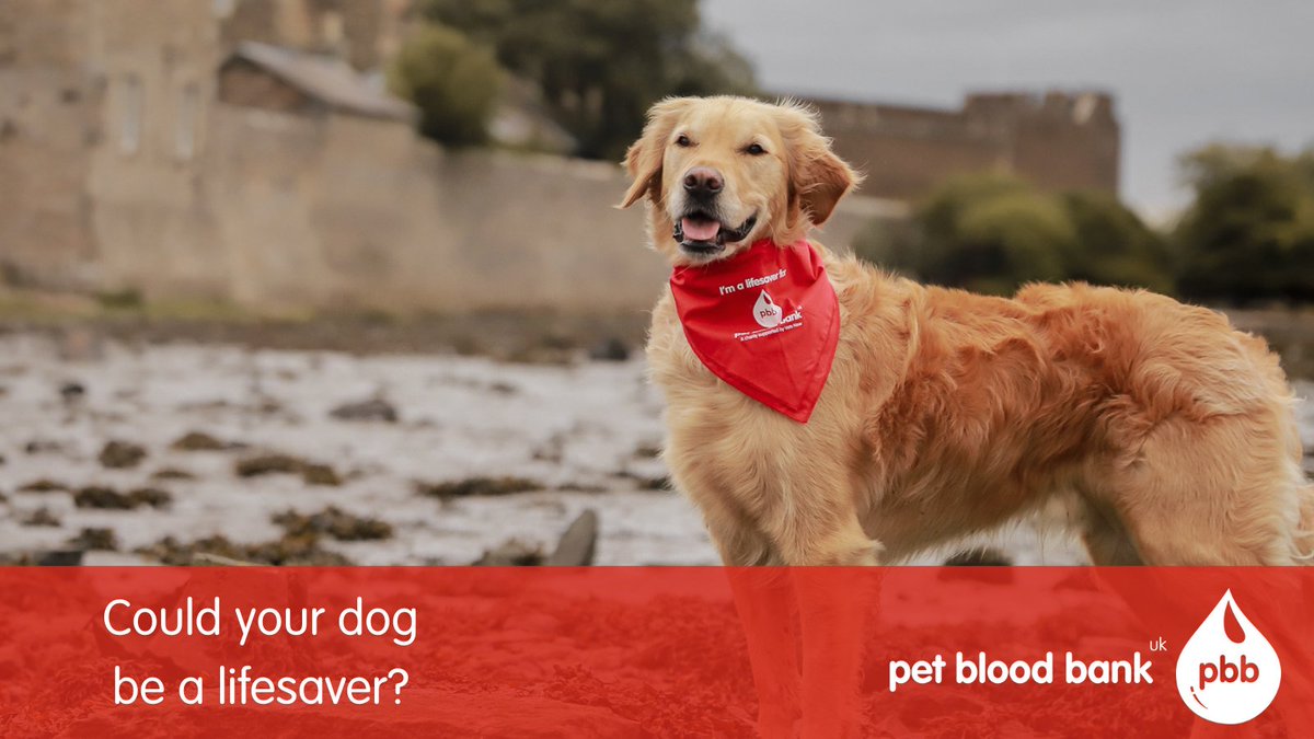 allwinds dog first aid