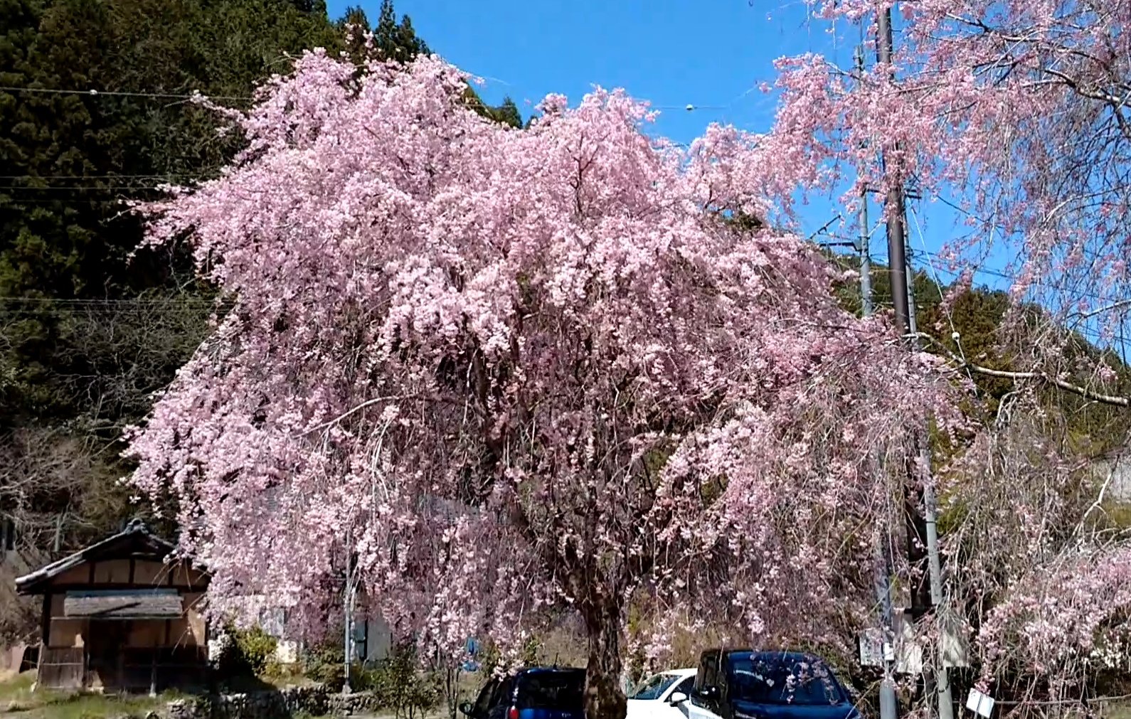 寺尾ヶ原千本桜公園 Twitter Search Twitter