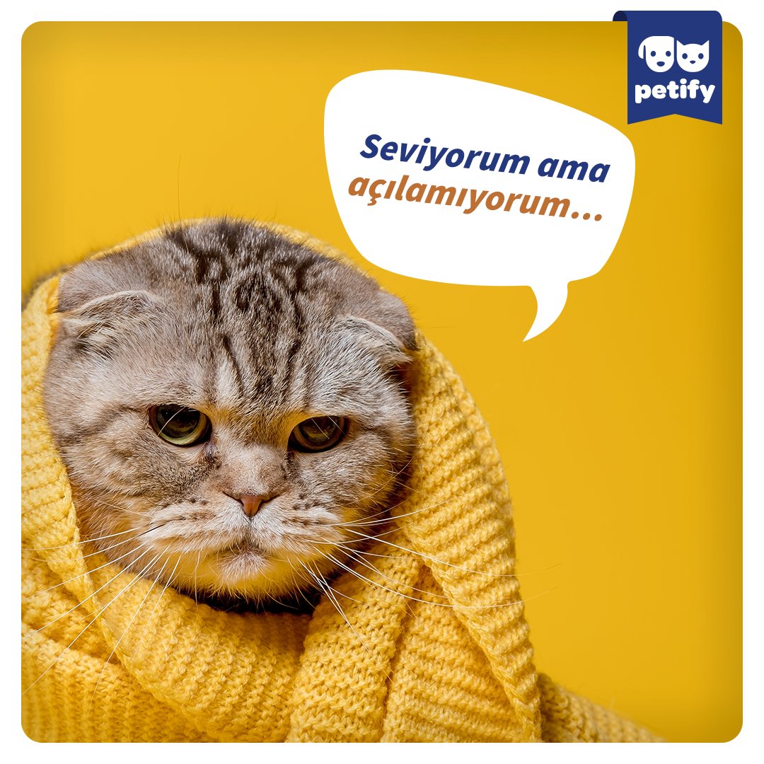 PetifyWorld's tweet photo. Kediler köpeklere nazaran daha soğuk görünseler de sevgilerini göstermenin çeşitli yolları var. 💘
👇👇 https://t.co/4yEirOfyf8