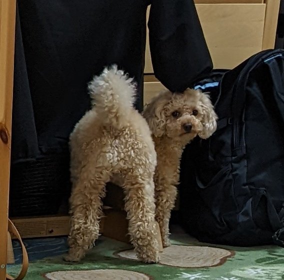 chikunpoo's tweet photo. 二匹いるみたいなの撮れた

隙間に入れて取れなくなったボールを取れと飼い主にアピールする図 https://t.co/ZSX5yqOWKm