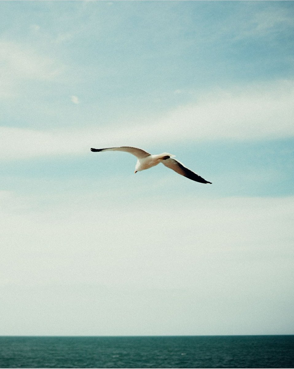 We have always found influence and inspiration through nature, the wild &amp; the free.​​​​​​​​
​​​​​​​​
Did you know that birds were using quinine as a prophylactic against malaria years before British soldiers caught on adding it to to their gin. Read more
instagram.com/p/CcFmftHg86Y/…