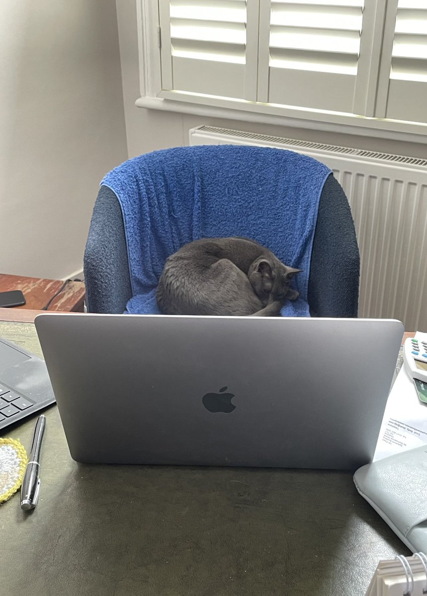 miconm's tweet photo. Annual leave for me, but I find Nancy napping on the job. #nancycat #greycat https://t.co/hNTwvup8P0