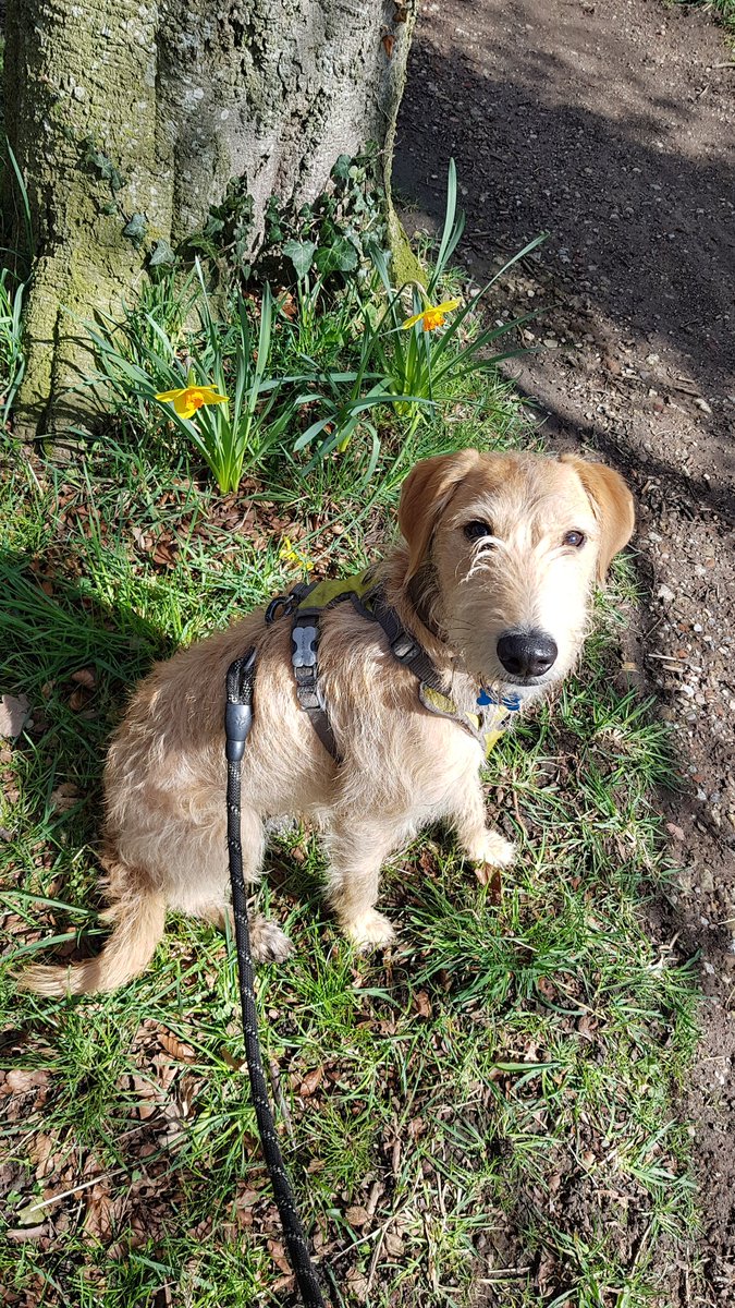 gill_agar's tweet photo. First day of going part time, the sun shone and I got to walk 6 miles with a colleague's pooch.
#PhysicalActivity
#GetHealthier
#Sheffield
#NHS https://t.co/DnAEPV9vrf