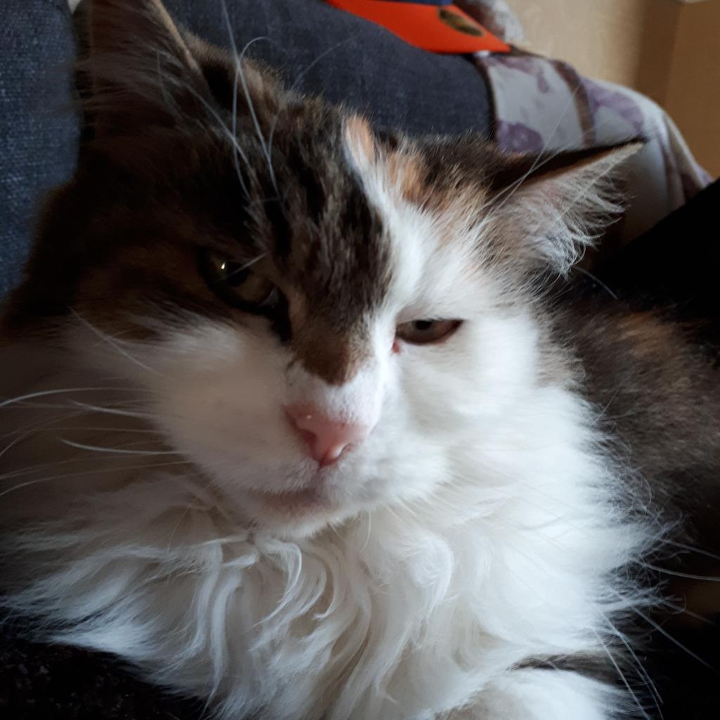KRod32's tweet photo. My gorgeous girl Alfie cat is a big 16 today! @Uknighted74 give her some treats! #CatsOfTwitter #tortoiseshells https://t.co/5xHJkp17TA