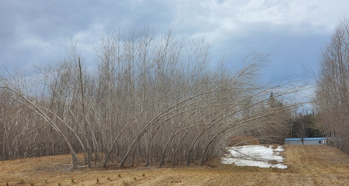 yooperforestry's tweet image. There is a tradeoff with fast growing trees for biomass that are a few years past their normal rotation age. Courtesy of a severe icestorm in the UP. @MSUAgBio Forestry innovation center took a direct hit. Should be a fun summer of cleanup!