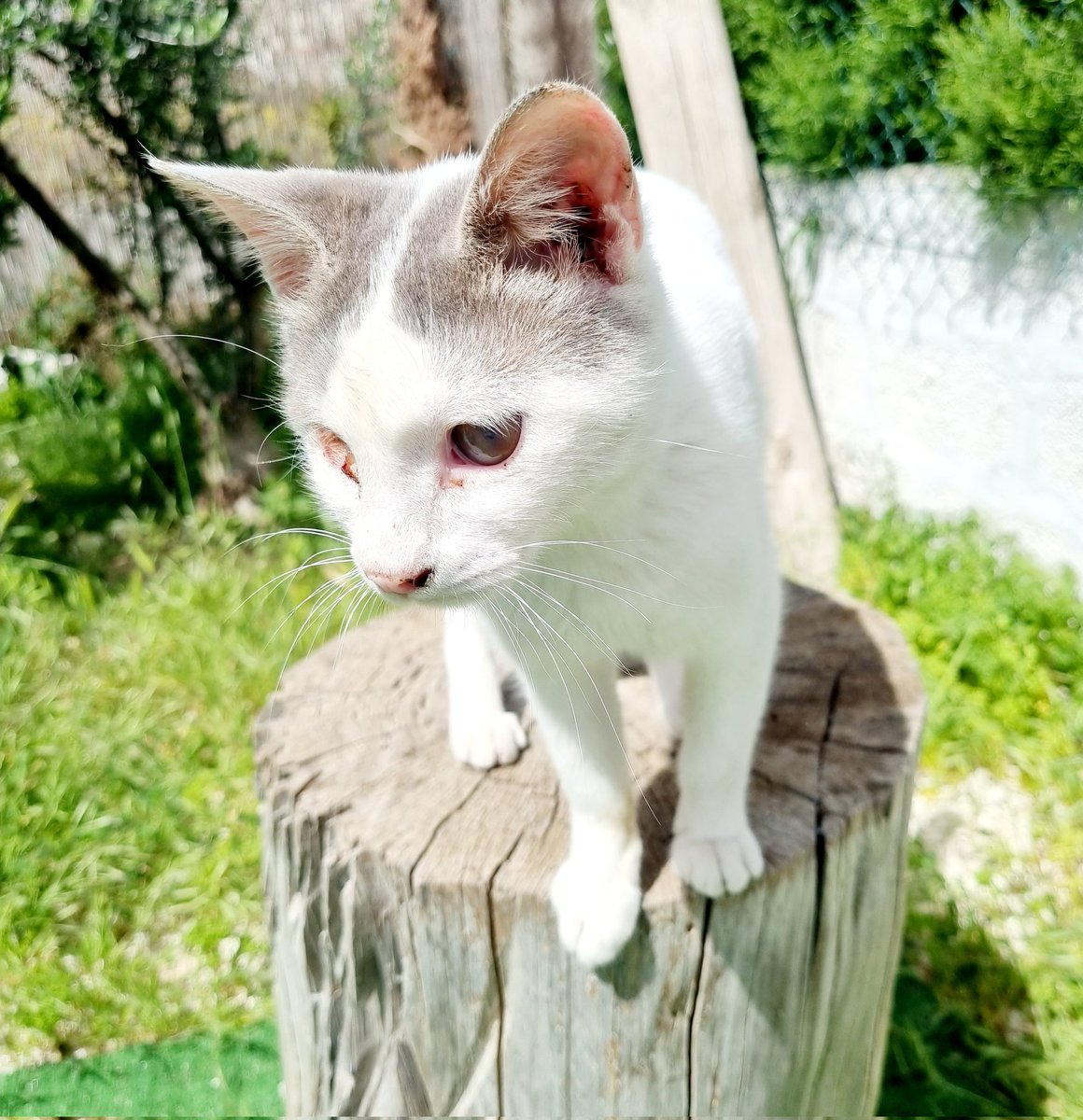 nikipiam's tweet photo. #sisos ο Πρίγκιπας🐈💘 #gardenboys #weekend https://t.co/ce6YgRoxH7