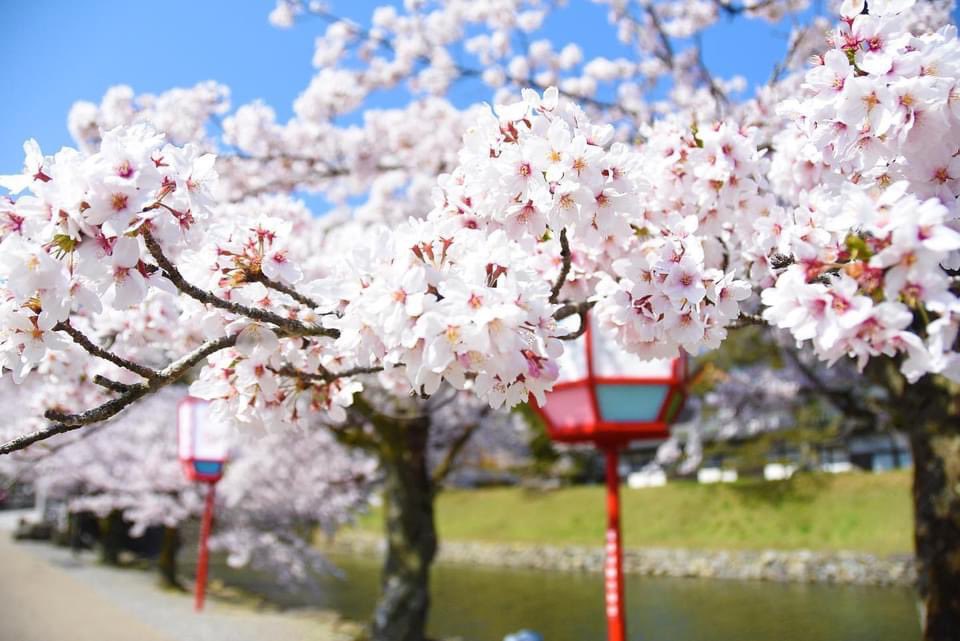 hikonecity_PR's tweet photo. 彦根城の桜が見ごろです🌸🌸🌸

#lovehiko 
#彦根　#hikone
#彦根城　#桜　#春
#花見　#お散歩　#彦根歩き
#わくわく　#彦根の日常
#広報戦略課　#ひこねいいね https://t.co/jTcVhlXuQw