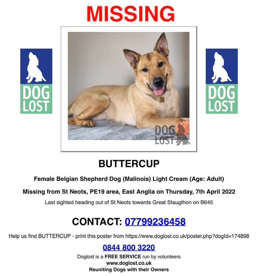DogLost Norfolk Suffolk & Cambridgeshire tweet media
