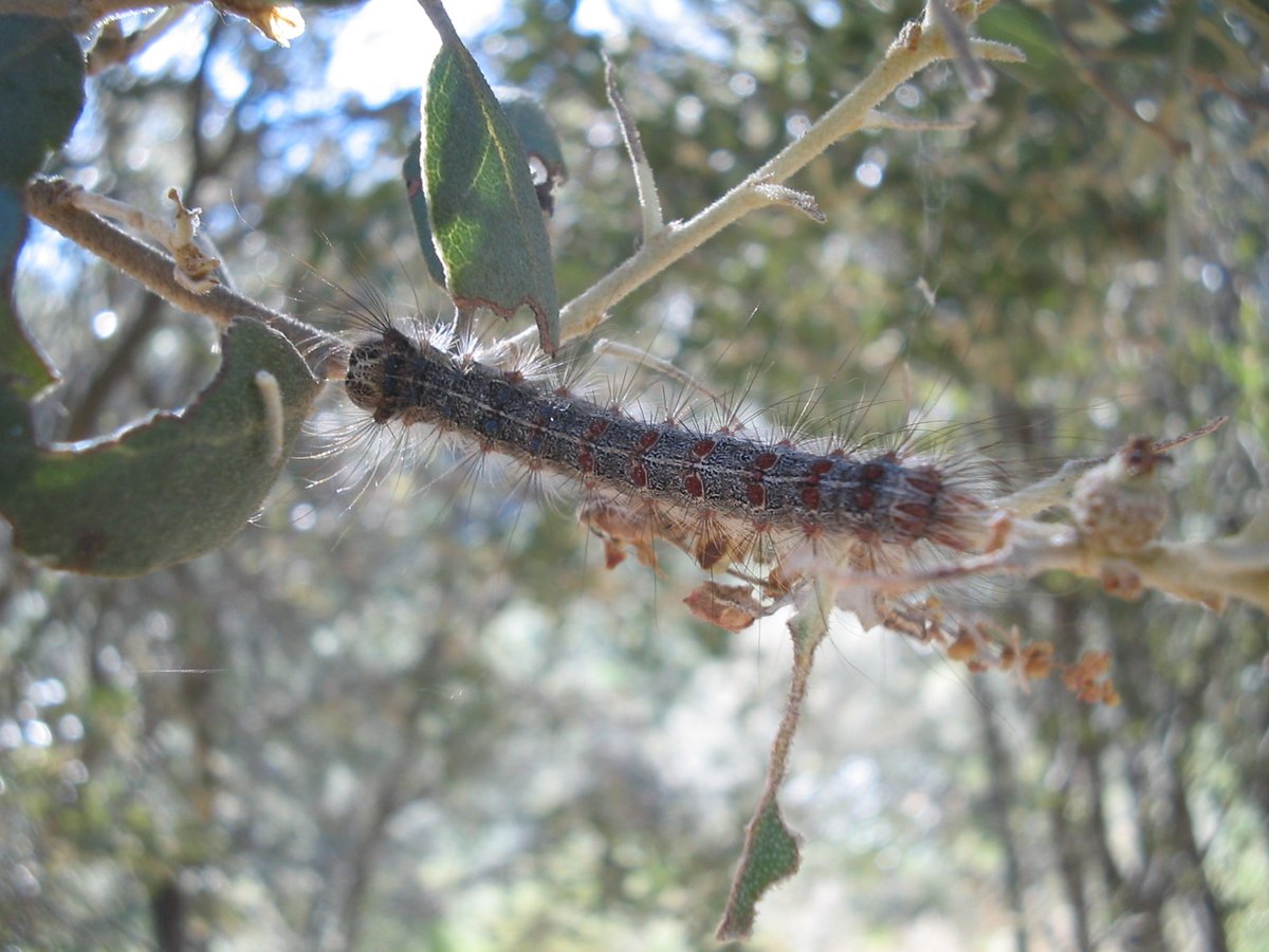 #WordleForestal 
La Lymantria dispar o lagarta peluda es un lepidóptero defoliador muy polífago que afecta principalmente masas del género Quercus.🌳🌳
La alimentación de las orugas llega a producir defoliaciones totales. +info⬇️⬇️
comunidad.madrid/sites/default/…