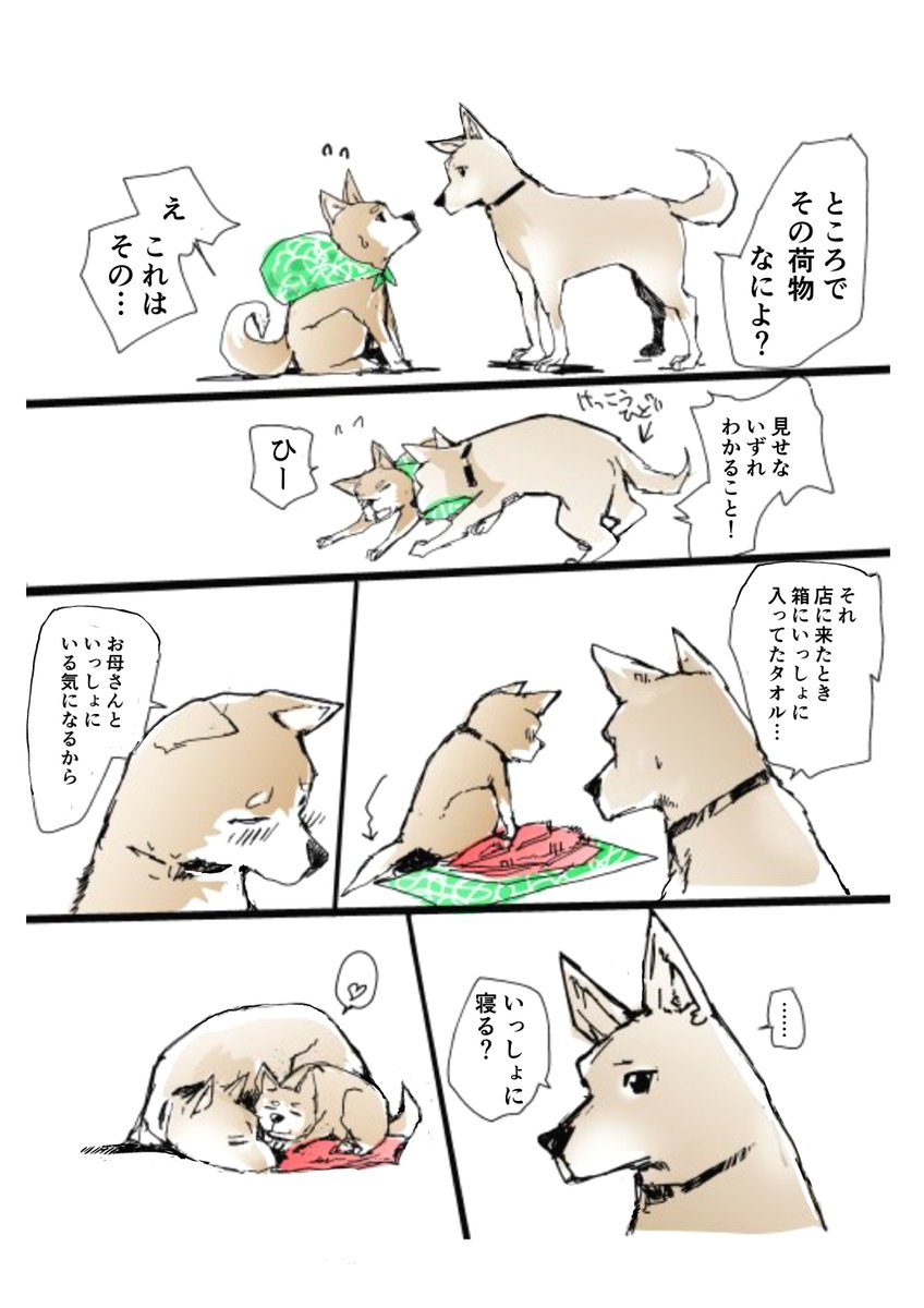 #柴の日  なので犬まんがを
【無料】です。
ふたりの旅 豆柴カフェにいられなくなった雌犬とそれをおいかけたちいさい柴犬   一智和智 https://t.co/tOV1sX3qw0 @amazonJPより 