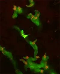 UoDLifeSciences's tweet image. Pls RT: @EastbioDTP project @dundeeuni open for #PhD applications
Understanding how plant pathogen effector proteins contribute to host range and nonhost disease resistance
With Paul Birch
buff.ly/3u86P7P
Deadline: 29 April 2022
#cellbio #developmentalbio #plants