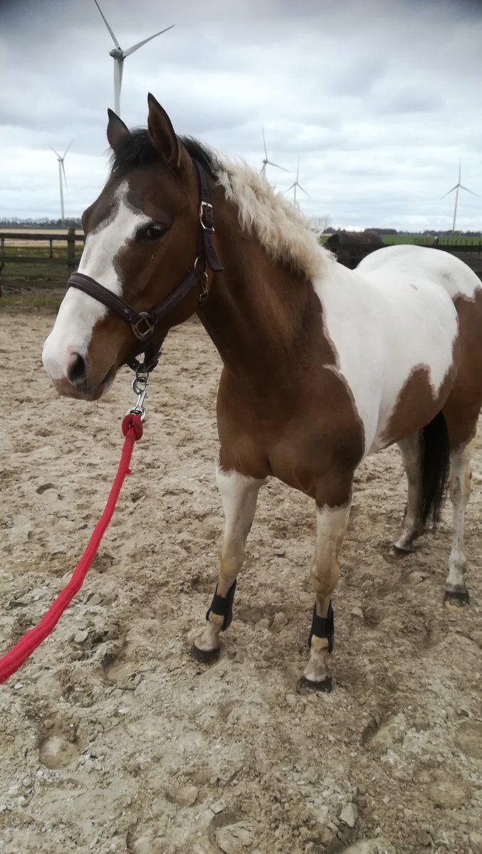 Daphne Silverforest tweet media