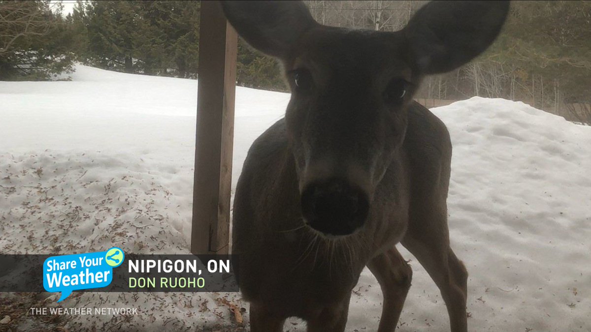 MurphTWN's tweet photo. A slice of life in the north! This deer was all ready for its close-up in #Nipigon, ON. Meanwhile, a girthy northern pike is clearly eating well in northern Manitoba. Thanks Don Ruoho &amp; @petesprotackle for the great photos as seen on @weathernetwork today. @AlMclauchlan123 https://t.co/arc8P753c8