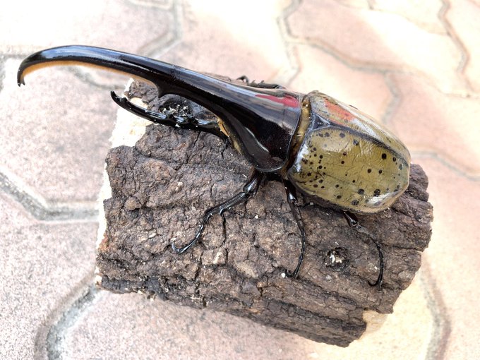 国産カブトムシのtwitterイラスト検索結果