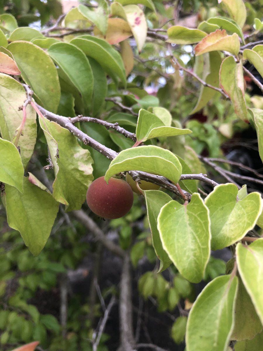 dahiamarinez's tweet photo. Saqué a mi perro a su paseo y siempre hacemos la misma ruta. Hoy reparé en esta mata al ver que tenía frutos. Soy muy curiosa, así que luego de determinar por su olor que probablemente no sería dañina terminé probando uno y su sabor es ácido. ¿Alguno de ustedes lo reconoce? https://t.co/jO90qTu5DS
