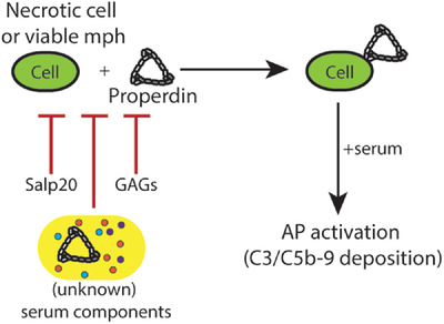 EurJImmunol's tweet image. Initial properdin binding contributes to alternative pathway activation at the surface of viable and necrotic cells
van Essen, van Kooten, COMBAT consortium et al. @LUMC_Leiden @UniUtrecht @univgroningen 
#Properdin #complement
bit.ly/3raEJao