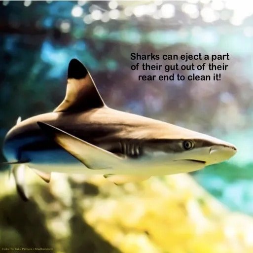 #sharks  #sharksandrays #scicomm #FactFriday
