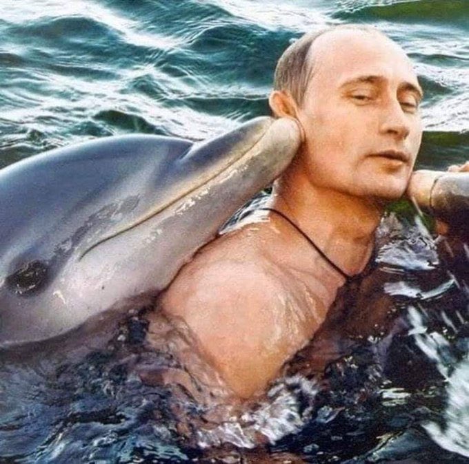 dadanank's tweet image. Cute Dolphin!