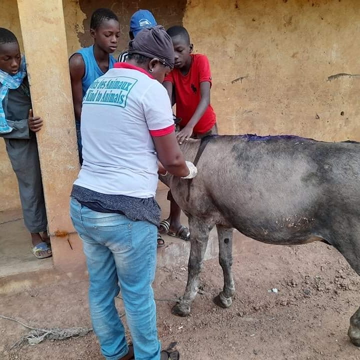 LiberiaAnimal's tweet photo. Our daily free #veterinaryclinic in #Guinea provides lifesaving #veterinarycare and treatments for #donkeys, #horses and #workingcattle. These #animals are faced with various health and welfare conditions. We are addressing the issues along with #animalwelfare education. https://t.co/xpa2TNOvTF