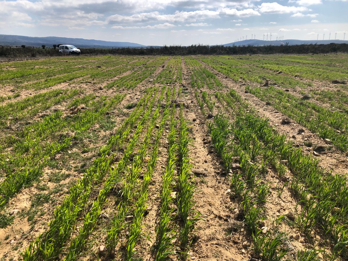 ECOTRIGO's tweet photo. Buena evolución de los ensayos del proyecto 😊, que abril venga con aguas mil 🌧️🌧️🌧️🌧️ y a esperar buenos resultados. @ITACYL #FEADER #Trigo #ecológico #wheat #organic #RiofriodeAliste #FaramontanosdeTabara #ParedesdeNava #Fuentelapeña https://t.co/rh6YVVyIW4