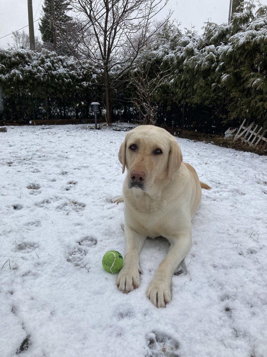 TG_and2pups's tweet image. Spring has spru—
Oh no. #Canadianspring