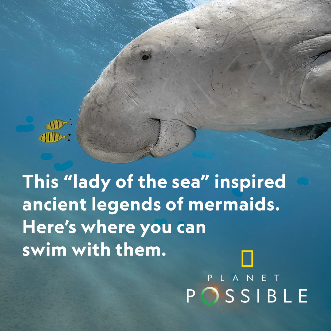 They may not be mermaids, but an encounter with these graceful animals is equally unforgettable on.natgeo.com/3NR79Qx
