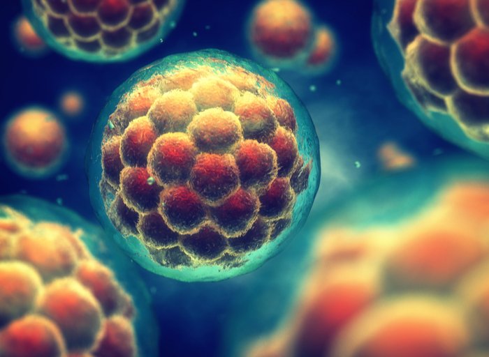 C_FertilidadEsp's tweet photo. 👩‍🔬Un equipo de investigadores ha realizado una revisión en la #revistaScience sobre un nuevo punto de vista acerca del papel de una estructura llamada línea primitiva en el desarrollo embrionario
✅Toda la información https://t.co/KkyXasuZF8
#fecundación #fertilidad #embarazo https://t.co/CLYFT9Qi0D