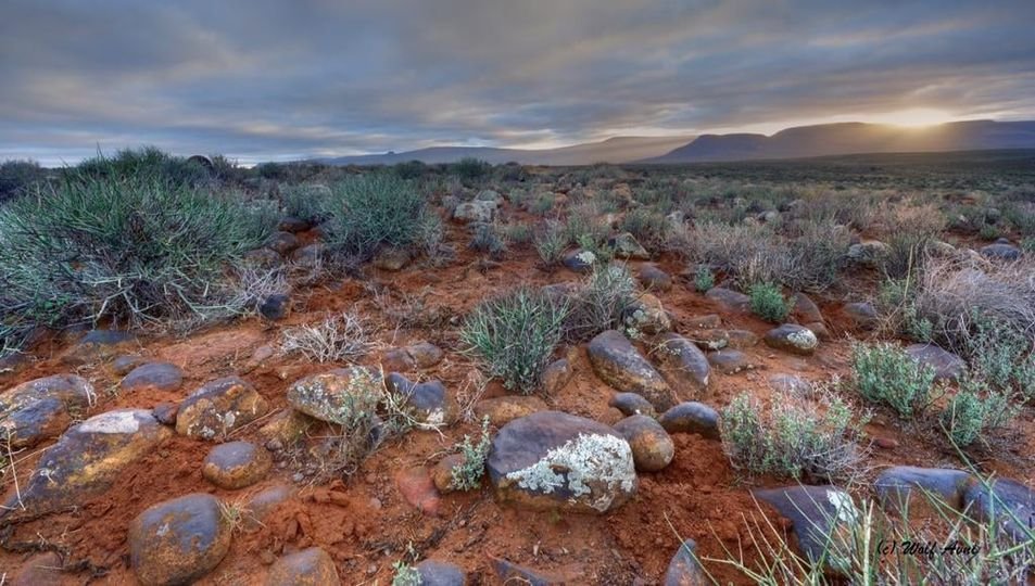 WildCollection_'s tweet image. The collection of African Wildlife and Landscape prints by local photographer WOLF AVNI showcase SA's incredibly diverse wildlife and landscapes beautifully! 

Karoo landscape by WOLF AVNI available as a loose canvas print here &amp;gt;&amp;gt;  thewildcollection.co.za/products/karoo

#TheWILDCollection