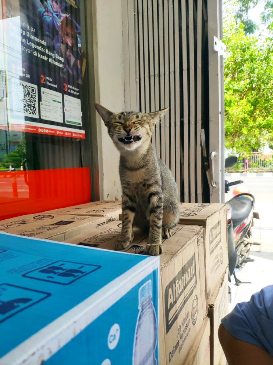 Bodega Cats tweet media