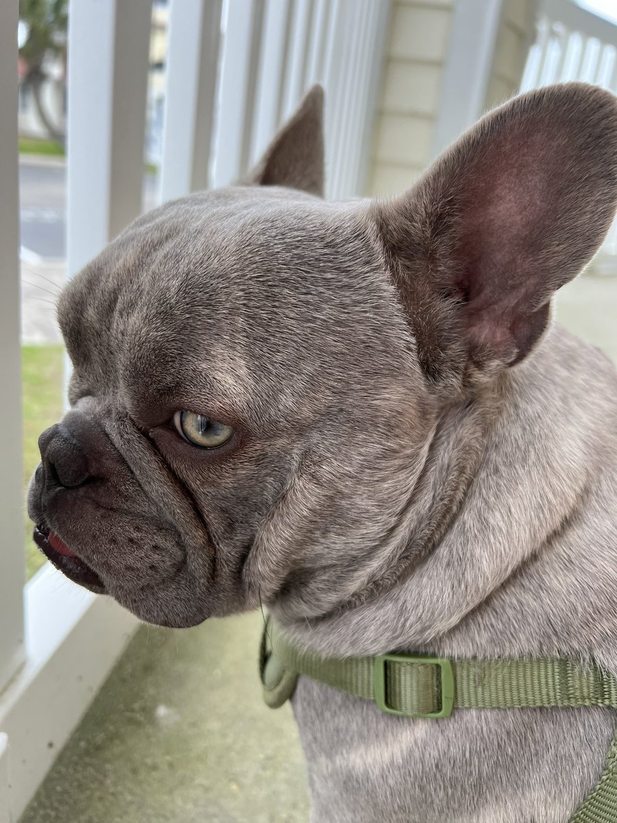 TXFamPups's tweet photo. I sure do love this cutie face #BitTheFrenchie #TXFam #DogsofTwittter https://t.co/e6bvc3xVby