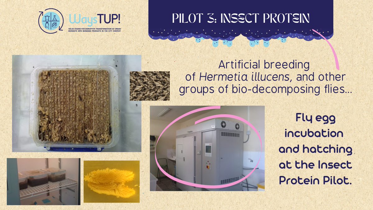 WaystupH2020's tweet photo. ℹ @WaystupH2020 pilot insights…
Pilot 3 👉 #3 Fly egg incubation and hatching at the Insect Protein Pilot
#EU #EU_H2020 #EUAgri #H2020 #HorizonEU #EIPagri #EIPAGRI_SP #EIPagriDigi #CEstakeholderEU #EIPAgriCircular #EuBioNet1 #Science #InvestEUResearch #Research #EUeic https://t.co/sT6CtTVvGS