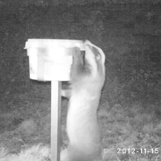 TB_Advisory's tweet photo. Badgers really appreciate farmers who supply them with easy access to mineral licks- it keeps them fit and healthy too! To eliminate the risk of TB spreading between badgers and cattle, raise licks to 1 meter high so badgers can’t access them.
#tbadvisoryservice #tbadvice https://t.co/x1HOlIesC5