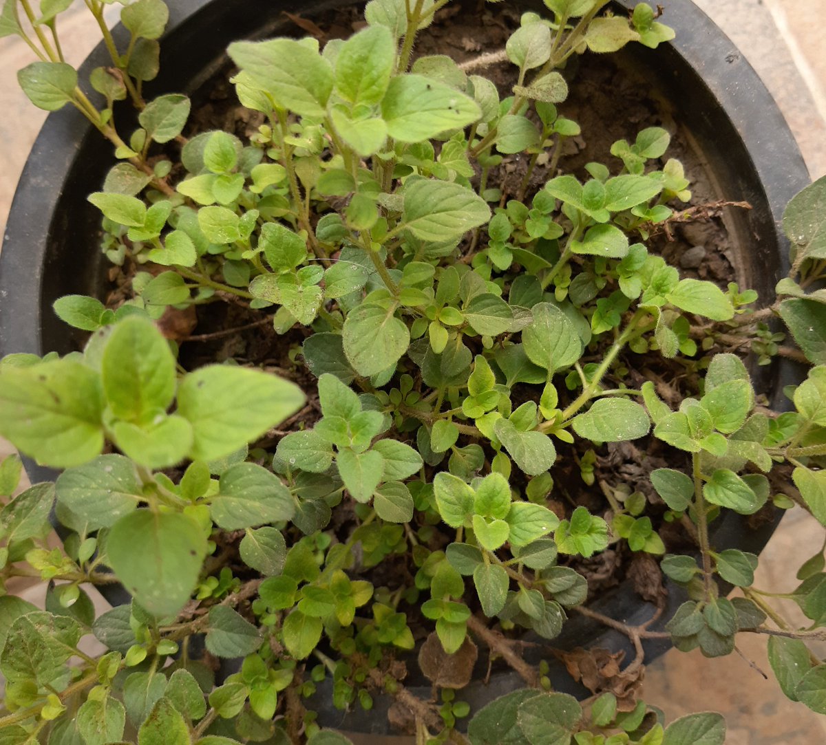 AbidZaidi1's tweet photo. Lemon Balm & Oregano
😋
#Khushboo #Zaiqa
#MyTerraceGarden https://t.co/rTFQ2atCXD