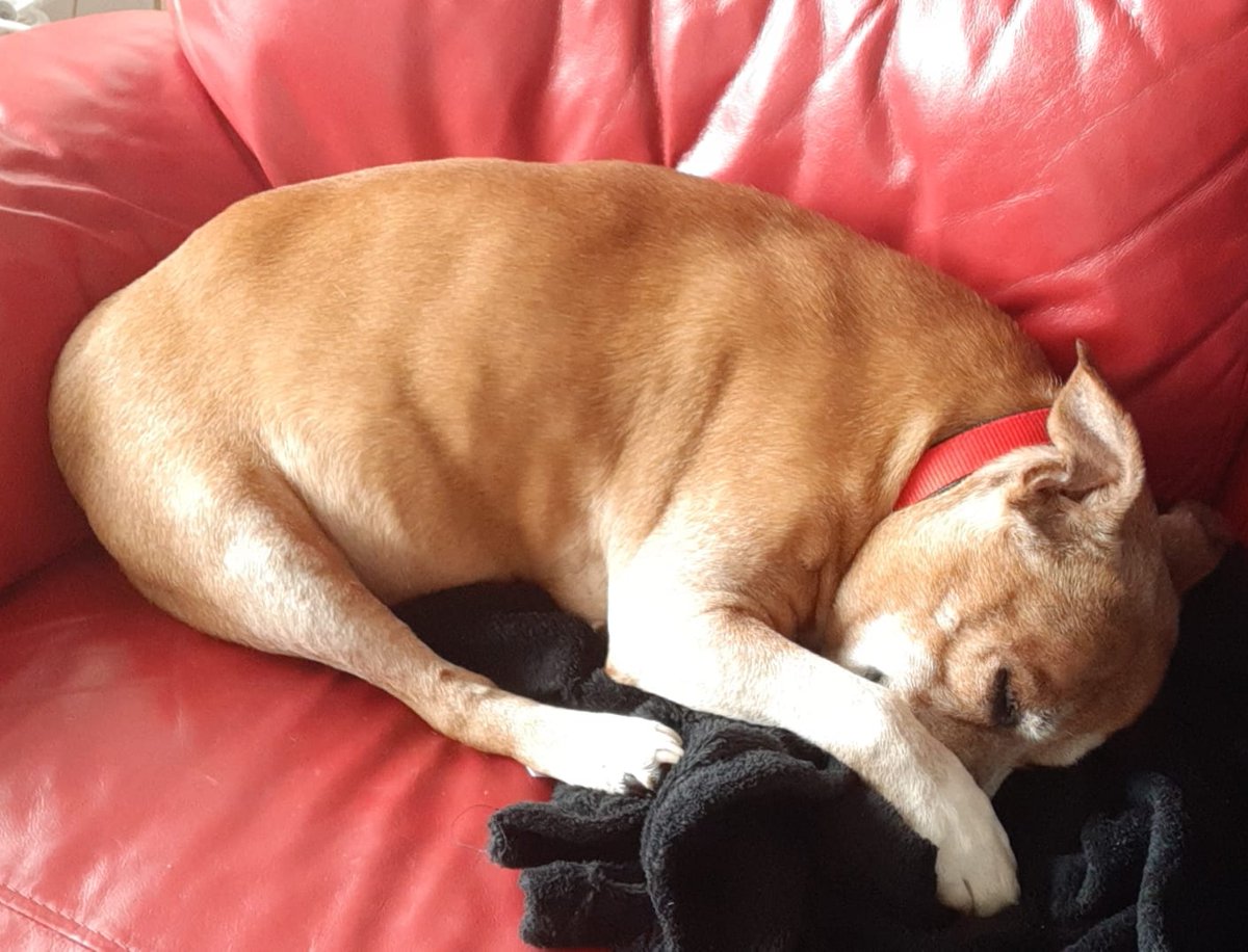 12 years ago today we brought Bella home from the <a href="/ScottishSPCA/">Scottish SPCA 🐾</a> &amp; she provided me with what is still my favourite pic of her big daft smiley face. Her fur is now a lot whiter, her naps are a whole lot longer but she still makes us smile every day. #RescueDog #Staffy