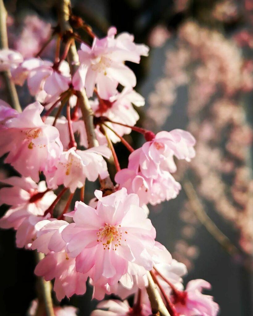 S_T_ha's tweet photo. 娘が無事に中学校に入学しました。
このアカウントを作った頃は入園前だったのにね。
すげぇね。

#桜 #しだれ桜 #枝垂れ桜 #cherryblossom 
#春 #spring #instagood #instaflower https://t.co/TecIN5266b