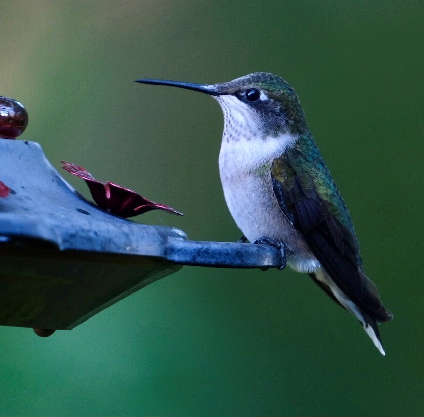 You May Have to Confirm More Counts in April! Since this is only the 3rd season that #FeederWatch has run till Apr30, many species (like  Ruby-throated Hummingbirds) start arriving in late Apr and are uncommon in the database. It will take some time for our filters to catch up