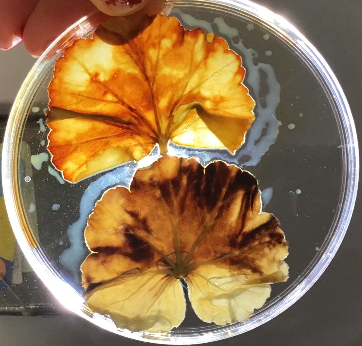 brennd26's tweet photo. We ran out of C2H5OH and hand sanitiser did the trick! @IrishSciTeach. Testing leaf for Starch LO, BW7 @JctScience https://t.co/9CQHmPXjjE