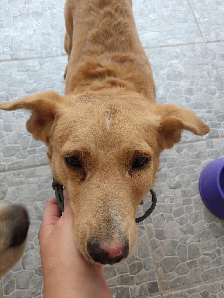 Lady_Pandita's tweet photo. @Trafico_ZMG ayuda! Se perdió por Colinas de Atemajac/Zoquipan perro macho, café, responde al nombre de Canelo. Trae collar cafe y el collar antipulgas. @AdoptaPerroGDL @BuscoMiPerroGDL @Daleth_2010 https://t.co/goHZHQz05C