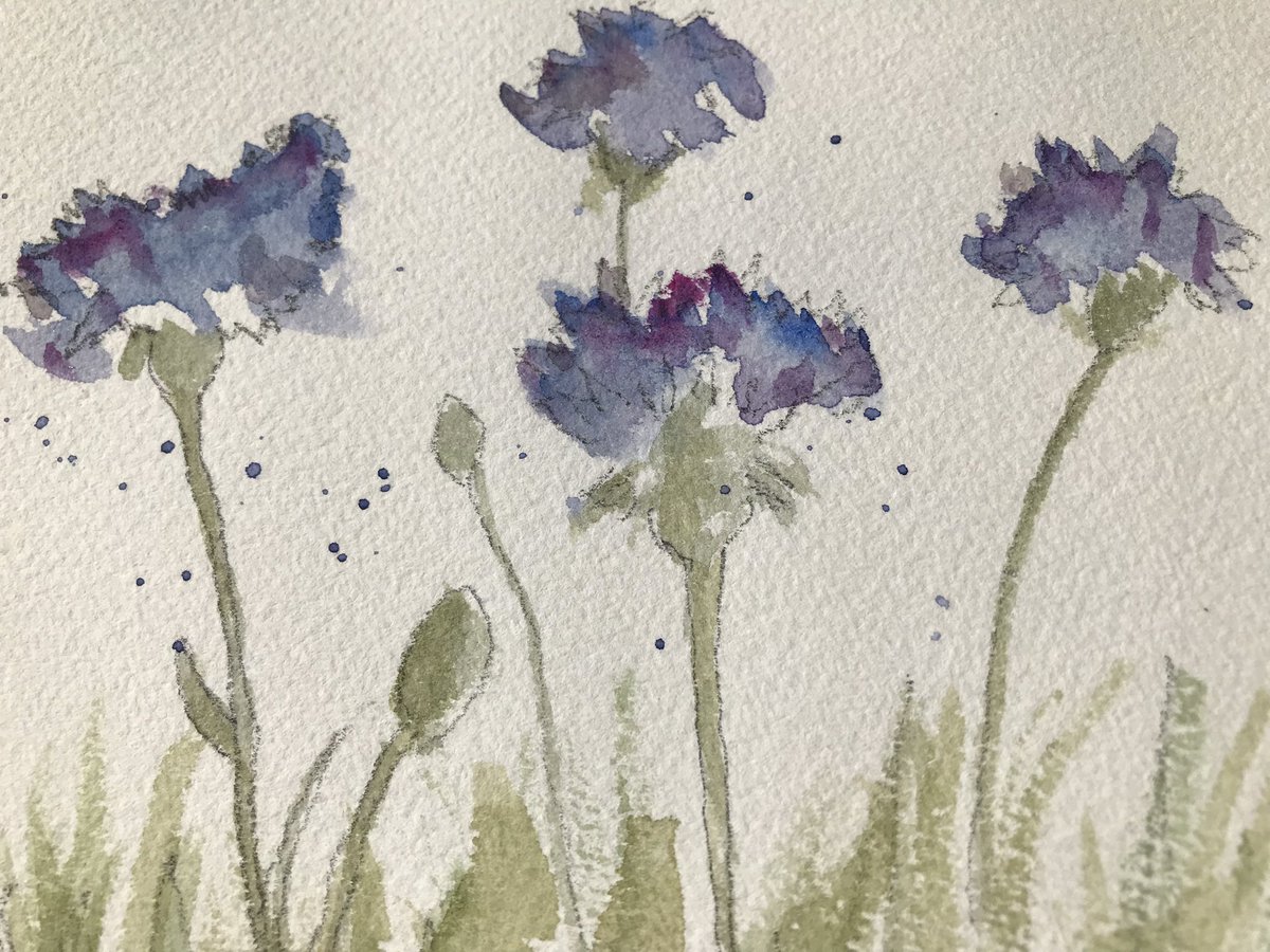My Mum painted these beautiful blue cornflowers. They might just have become my favourite flower😊🥰🥰🥰#SanditonS2 #Heybourne