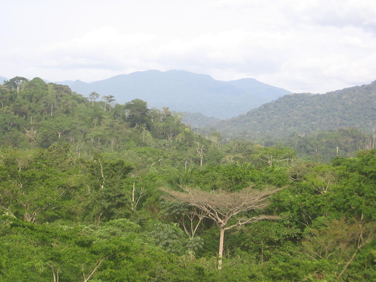 The world’s forests do more than just store carbon, new research finds

theguardian.com/environment/20…