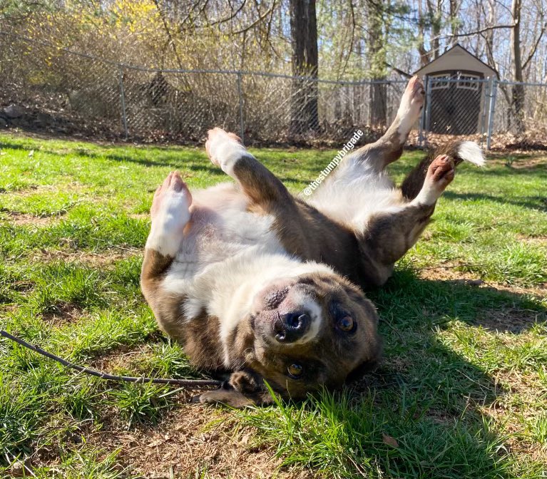StumpyBrigade's tweet photo. If you need me I’ll be here all day 
#WorkingOnMyTan #GottaGetThisBakedPotatoBodyReady #ToEnjoySummerProperly #IfYouWantToJoinMeBringSnacks #dogsoftwitter #RescueDogs #dogs #CorgiCrew https://t.co/vLk4uIDRXs