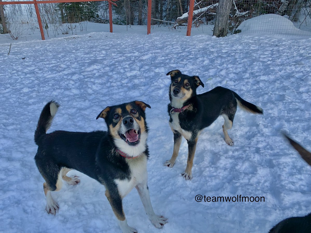 TeamWolfMoon's tweet photo. Olaf and Viper enjoying some springtime playtime!
#mushertwitter #sleddogs #musherlife https://t.co/UGkh9VFTuf