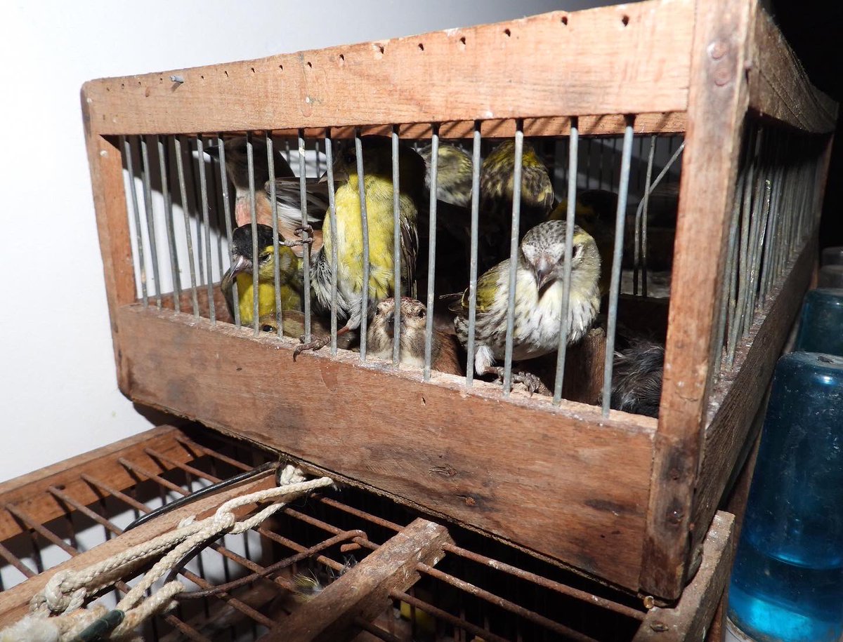 CABS_REPORTS's tweet photo. Songbirds seized from #limesticks trappers in #Lebanon: during anti-poaching patrols south of Beirut, another poacher has been apprehended as part of ongoing spring bird protection operations between CABS @SpnlOrg & MESHC Anti-Poaching Unit. More here: https://t.co/H959eafSmO https://t.co/ka3iC2wYAy