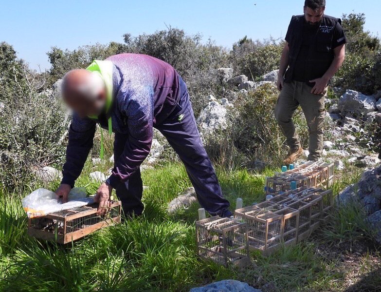 CABS_REPORTS's tweet photo. Songbirds seized from #limesticks trappers in #Lebanon: during anti-poaching patrols south of Beirut, another poacher has been apprehended as part of ongoing spring bird protection operations between CABS @SpnlOrg & MESHC Anti-Poaching Unit. More here: https://t.co/H959eafSmO https://t.co/ka3iC2wYAy