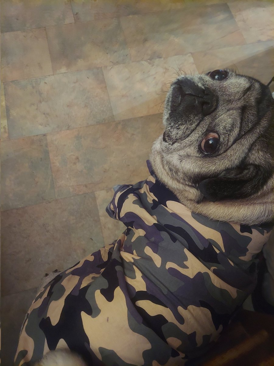 KnightmareAnthm's tweet image. My Pug is rocking camo, ready to join The Hidden.@TheDeluxe4 @sarahfrommars @TBNRkenworth @lmlRockzlml What yall think?